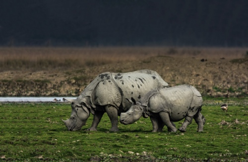 RHINO AND HER CALF.
