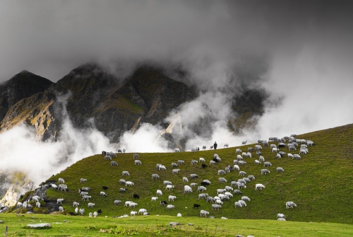 SHEPHERD AND HIS SHEEP