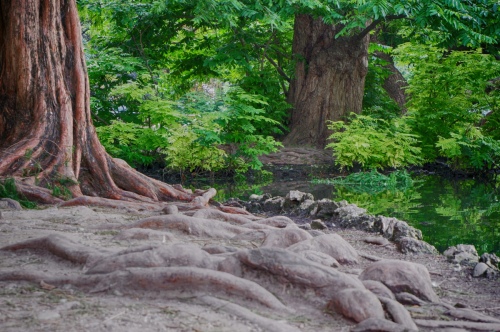ROOTS