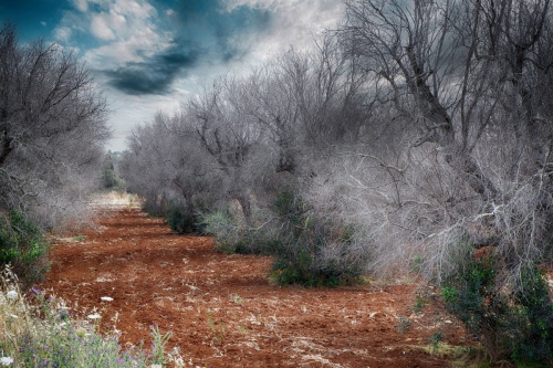 THE DESERT HAPPENS