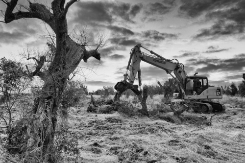 THE FALL OF OLIVE TREES