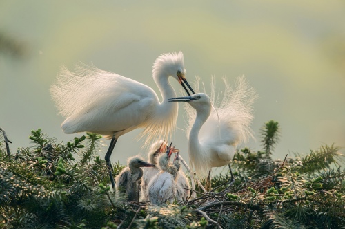 Nature