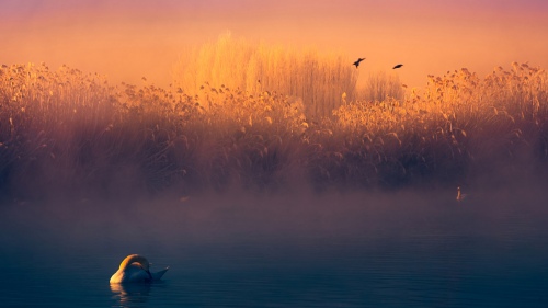 Nature