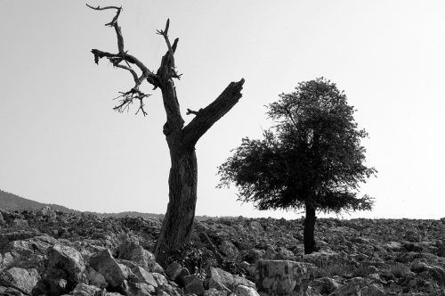Life vs Death