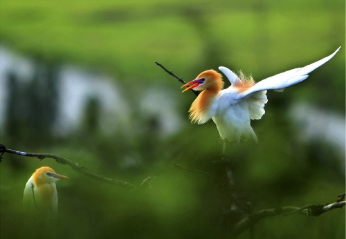 Nature