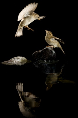 The arrival