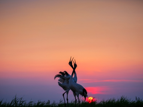 Cranes scream
