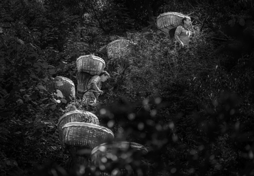 Go into hills to harvest oranges