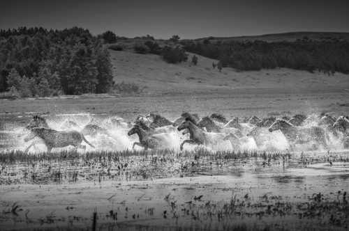 Horses galloping across river
