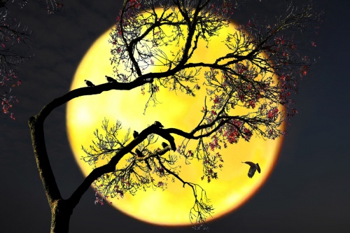 4. Tired Birds back home under the moon