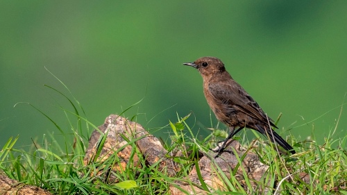 Stonechat Looking left