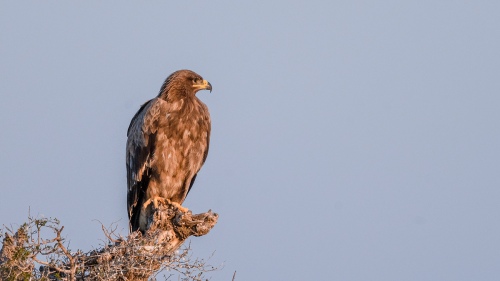 Watchful eyes