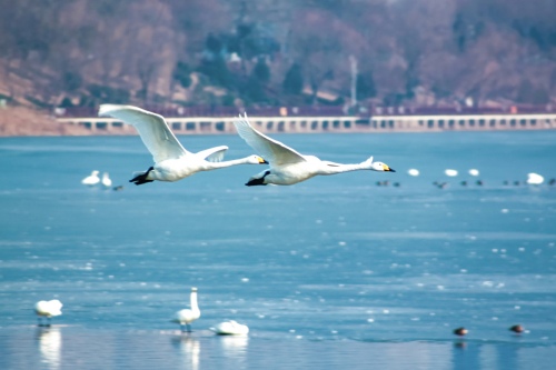 Fly wing to wing