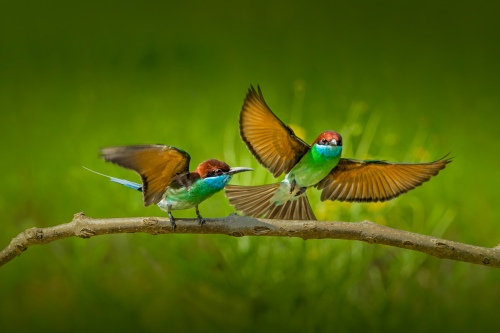 Nature