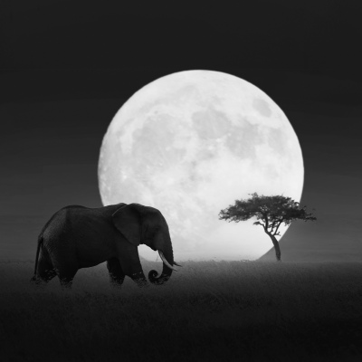 Monochrome