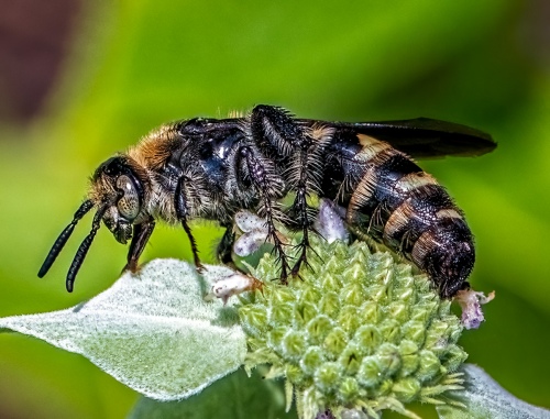 Feather Legged Scoliid Wasp