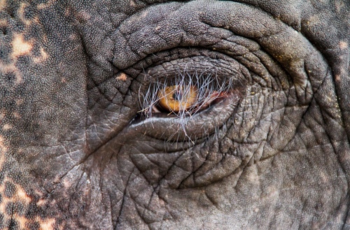 elephant lashes