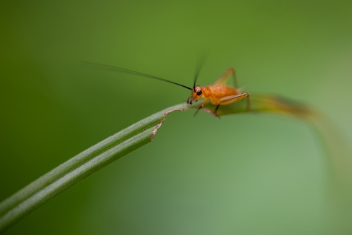 Myo Min Kyaw