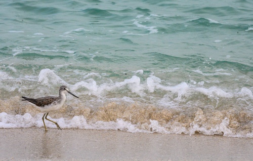 Dancing birds with the waves.