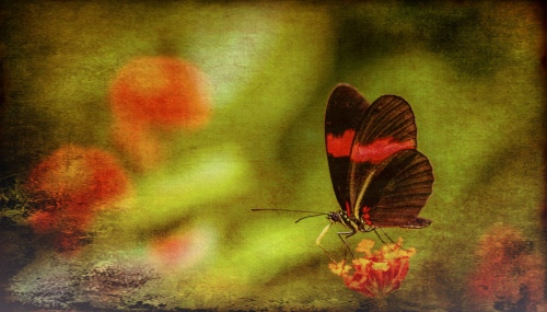 Butterfly 01