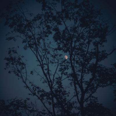 Moonlit night
