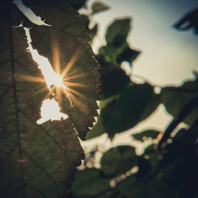 Summer sunshine