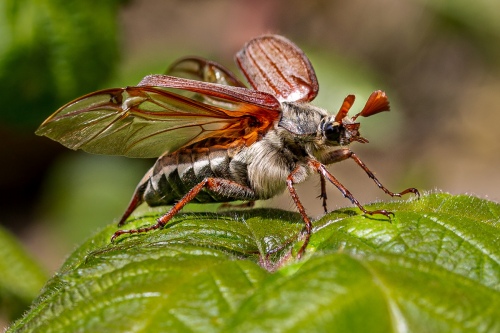 Cockchafer