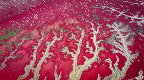 Wang Yichi