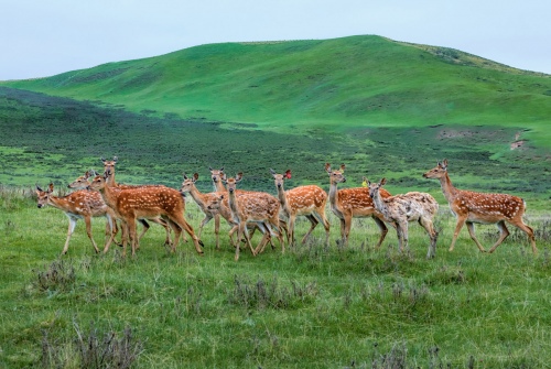 Elves under Qilian Mountains