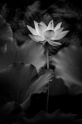 Monochrome