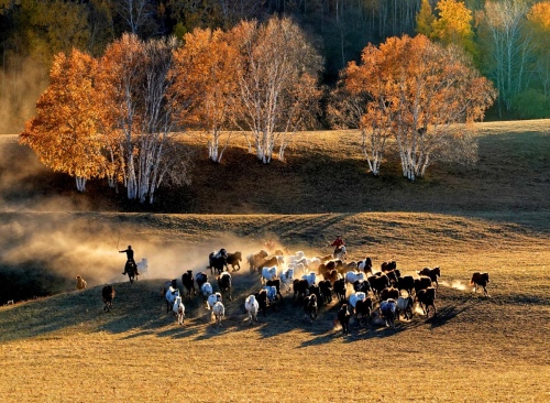 Golden autumn on Bashang