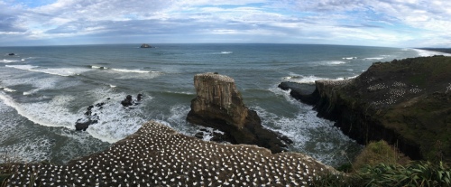 Birds seaside