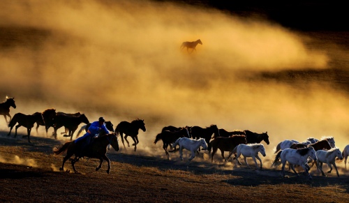 Bull running on Bashang