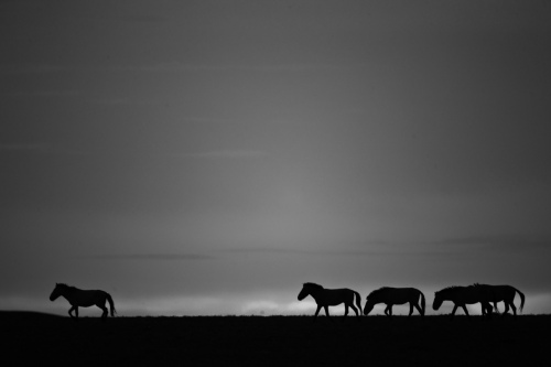 Monochrome