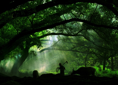 Under the old banyan tree