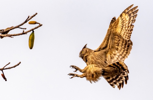 Flight Of Eagle Owl