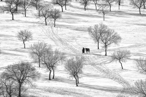 Monochrome
