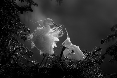 Egret combing hair