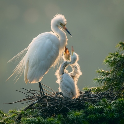 Nature
