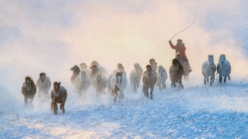 Herding horses