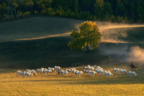 Urge horses forward 2