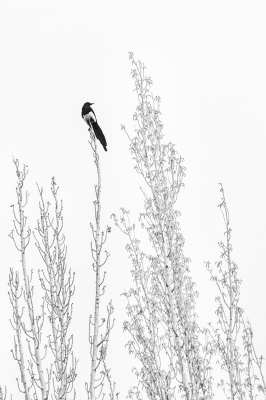 Monochrome