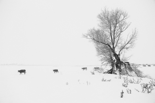 Monochrome