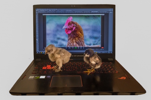 chicken conecction