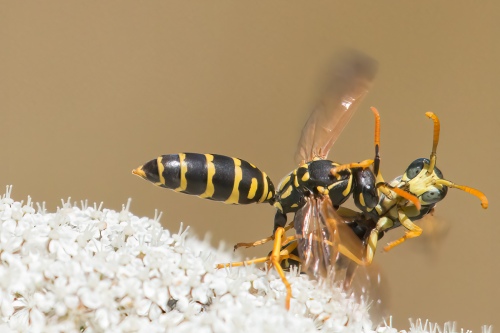 Territorial fight