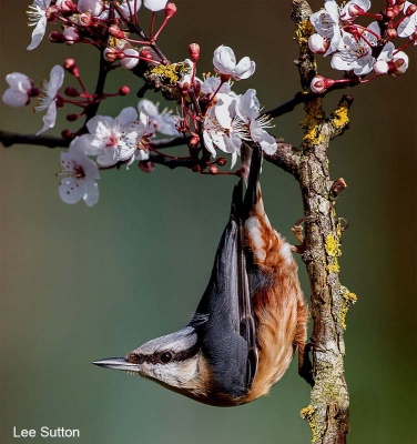 Nuthatch in Cherry Blossem