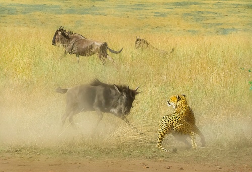 Brave wildebeest