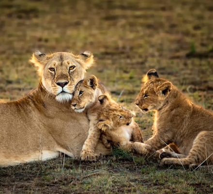 Snuggle