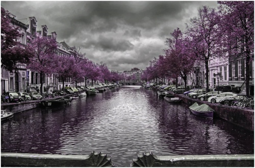 Amsterdam Lavender