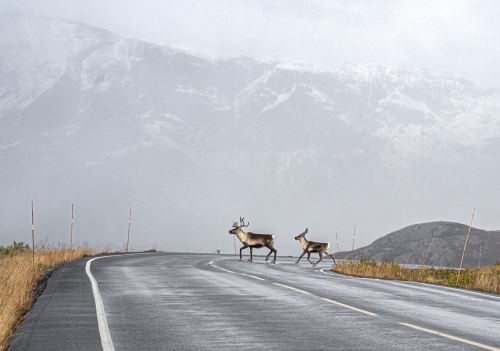 Reindeer on the road